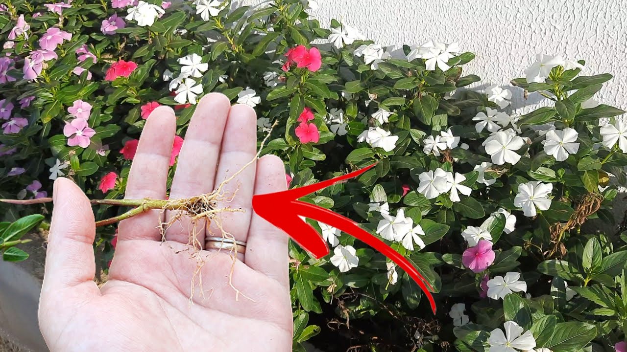COMO FAZER MUDA DE VINCA USANDO O GALHO ️ - YouTube