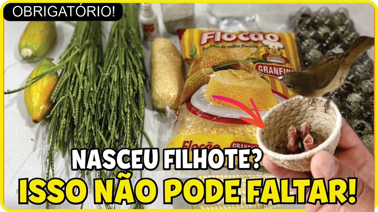 [ALIMENTAÇÃO BASE] Sua fêmea de coleiro Não pode ficar sem isso na gaiola
