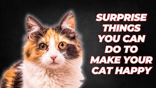 Surprise Things You Can Do to Make Your Cat Happy