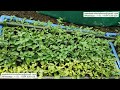 Stevia plants nursery  swadeshi farms herbals