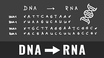 Warum wird DNA in RNA umschreiben?