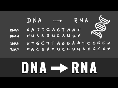 Video: Welches Enzym transkribiert die DNA-Sequenz in mRNA?