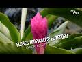 Flores Tropicales: El tesoro exportable de Caldas - TvAgro por Juan Gonzalo Angel