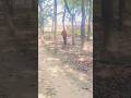#bhojpuri song