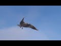 Seagulls 3D VR 180 4K