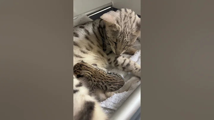 Video 4223611: f3 savannah, f2 savannah, savannah girl, baby savannah, savannahcat