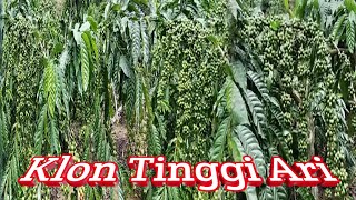 Kopi Stekan/sambungan Tinggi Ari