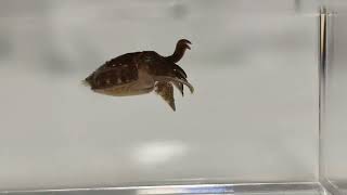 Cuteness Overload: Baby Cuttlefish aka Cuttlets (Sepia officinalis)