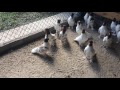 Щекатые голуби (первый вывод)