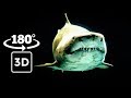 The Shark Aquarium - Tour in Aquarium of São Paulo - 3D【5.7K】Walking Tour in Brazil • SP