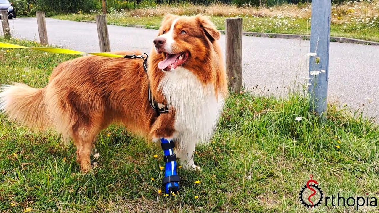 Orthopia - Prothèse pour chien