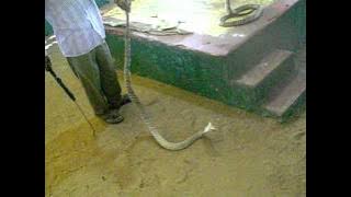 Irula snake co-operative