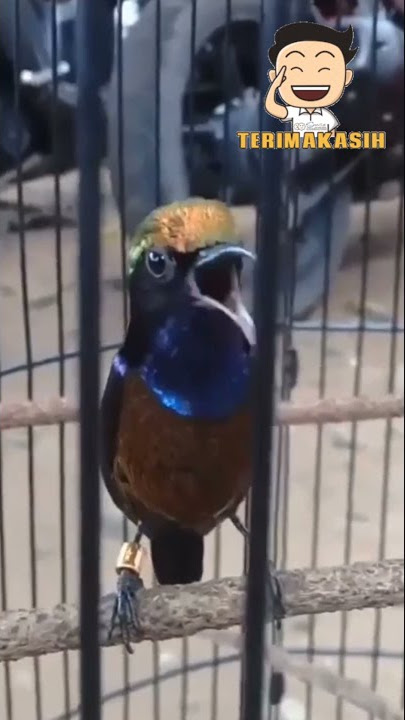 BURUNG KOLIBRI NINJA JUARA NASIONAL 2021#birds #shorts