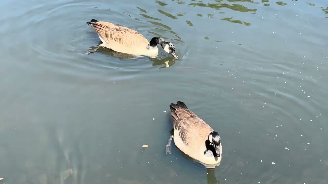 Geese swimming and eating 
