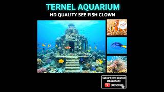 Ternel Aquarium Hyderabad Beautiful Fish Clown Fish Collection & Hd Tour