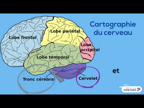 Vidéo: Ampoules: Images, Causes, Traitement Et Prévention