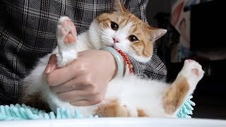 Cat's Claw Cleaning: A war between my cats and me | SanHua Cat Live
