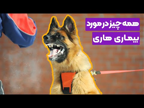یه سگ دارم هار شده گاز میگیره همه چیز در مورد بیماری هاری