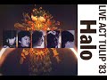 チューリップ-Live Act TULIP the Halo_セルリアンブルー