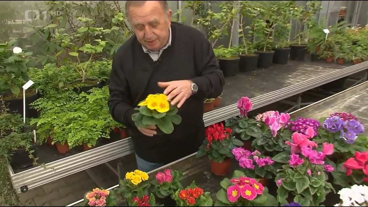 Hobby naší doby 19  3  2022 Pokojové rostliny