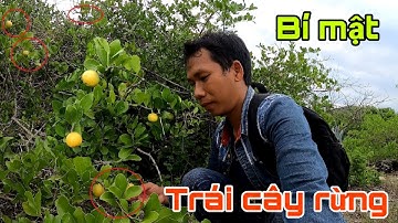 Đi Hái Trái Cây Rừng, Me Dương Và Chanh Đường Miền Biển | Trái Cây Dại Miền Biển