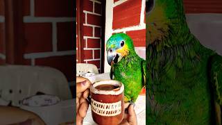 ella tomando café  se llama estrellita😱😋❤️#loro #parrot #bonito #mascotas #mascota