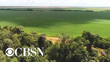 Deforestation creating climate issues for the Amazon rainforest