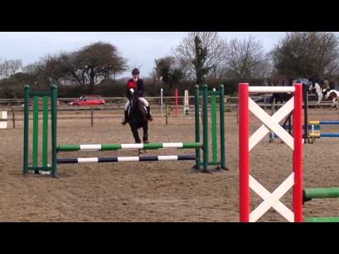 BSJA show jumping 60cm KWPN Gelderlander