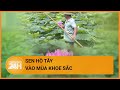 Hà Nội: Sen hồ Tây vào mùa, bung cánh hồng khoe sắc | Toàn cảnh 24h