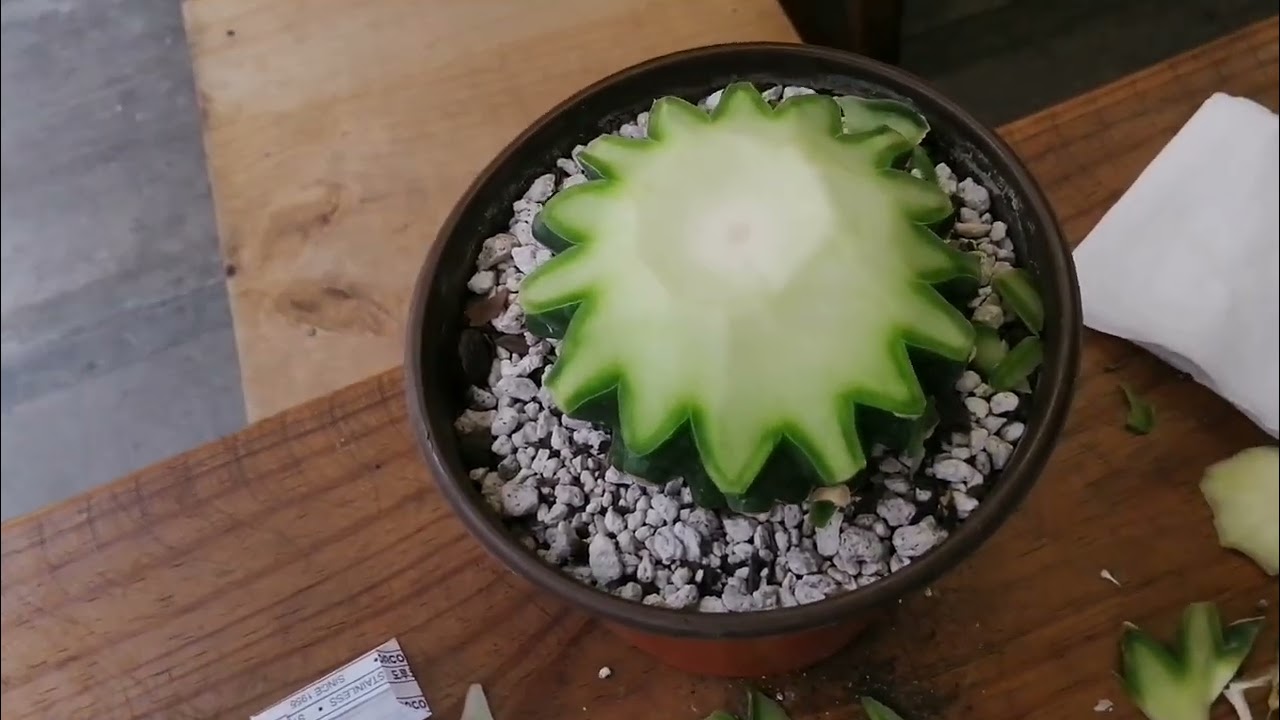 INJERTO DE TUBÉRCULO ARIOCARPUS