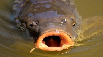 Cá Chép Khủng Hoang Dã | Wild carp in Vietnam