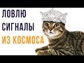 Приколы с котами. СИГНАЛ ИЗ КОСМОСА)) | Мемозг #360