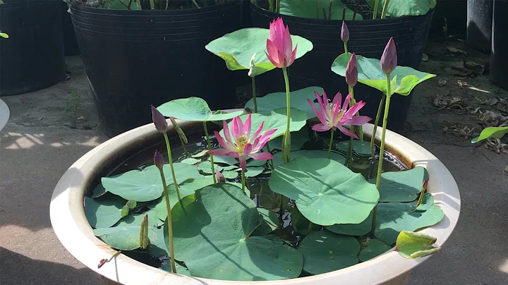 How to take care of a lotus in a pot to make it bloom more flowers - DayDayNews