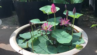 How to take care of a lotus in a pot to make it bloom more flowers