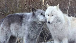 Wolves Say, \