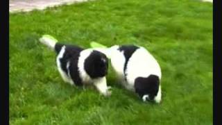 Bonte newfoundlander pups van Tiroca