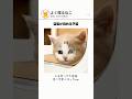 空気が読める子猫