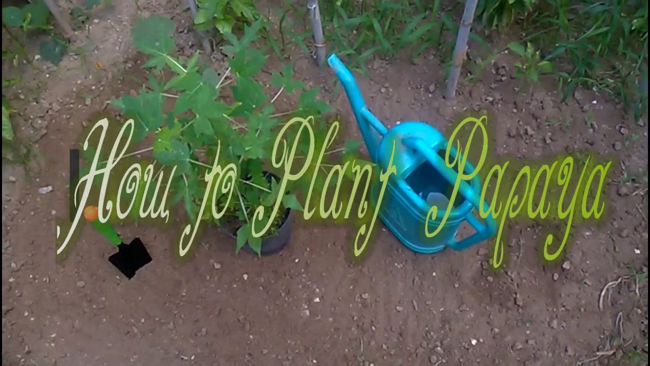 How To Plant Papaya YouTube