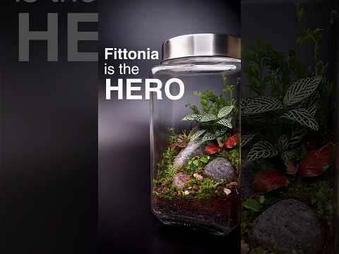 When Fittonia is