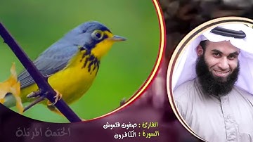 سورة الكافرون | الختمة المرتلة | القارئ صفوت قلموش .HD