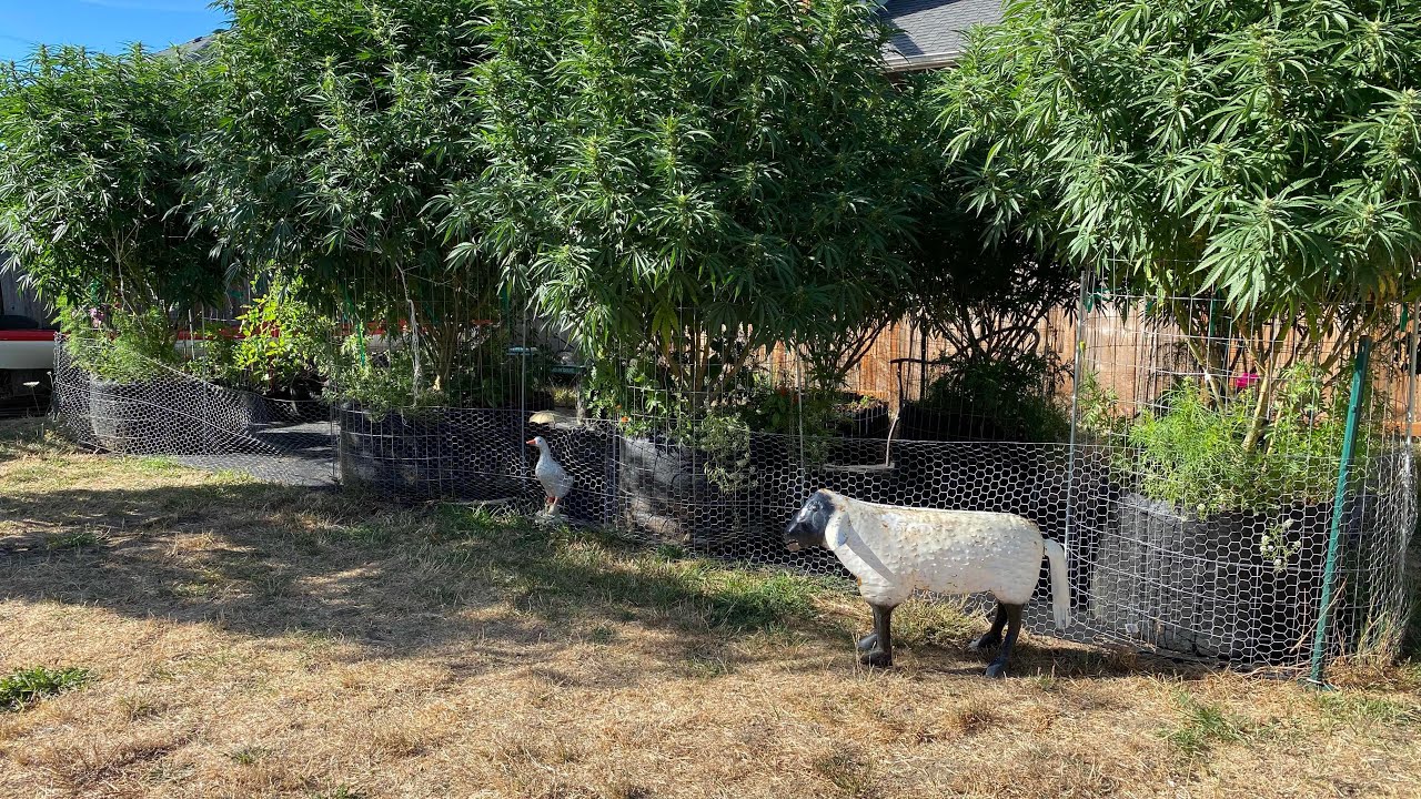 S:6 Ep:10 Organic Outdoor Cannabis Grow 2021