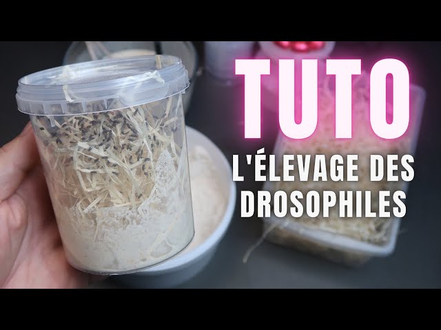 Lot de 5 boîtes d'élevage de drosophiles avec couvercle drosoproof 