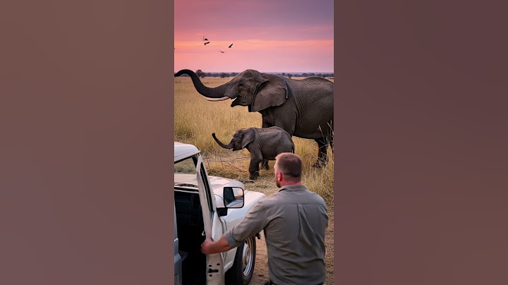 The elephant stopped the car because she needed help #animals #wildliferescue #rescue #wildlife