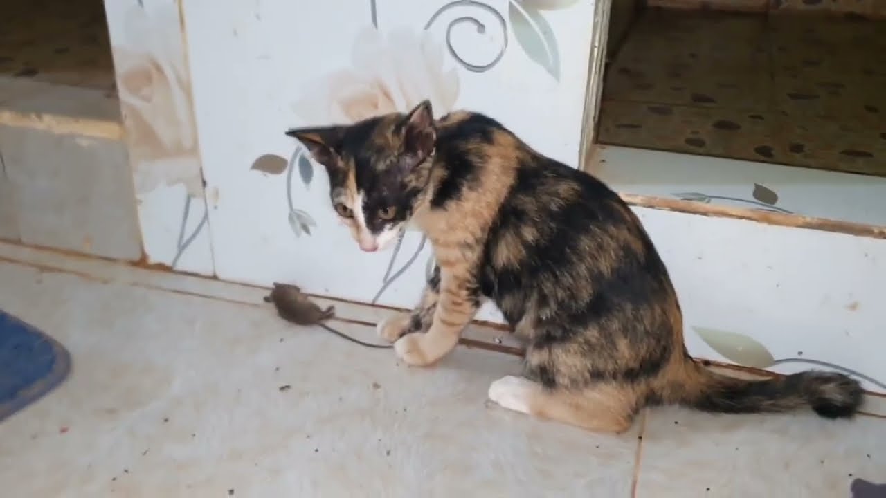 cat and Mouse look so funny | LuLu Kittens