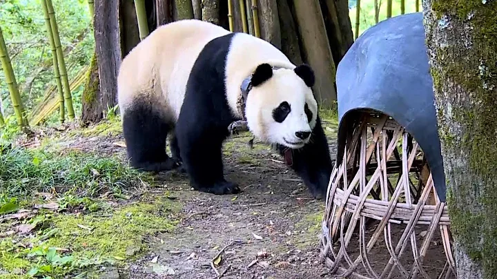 Giant panda wanders into village in southwest China - DayDayNews