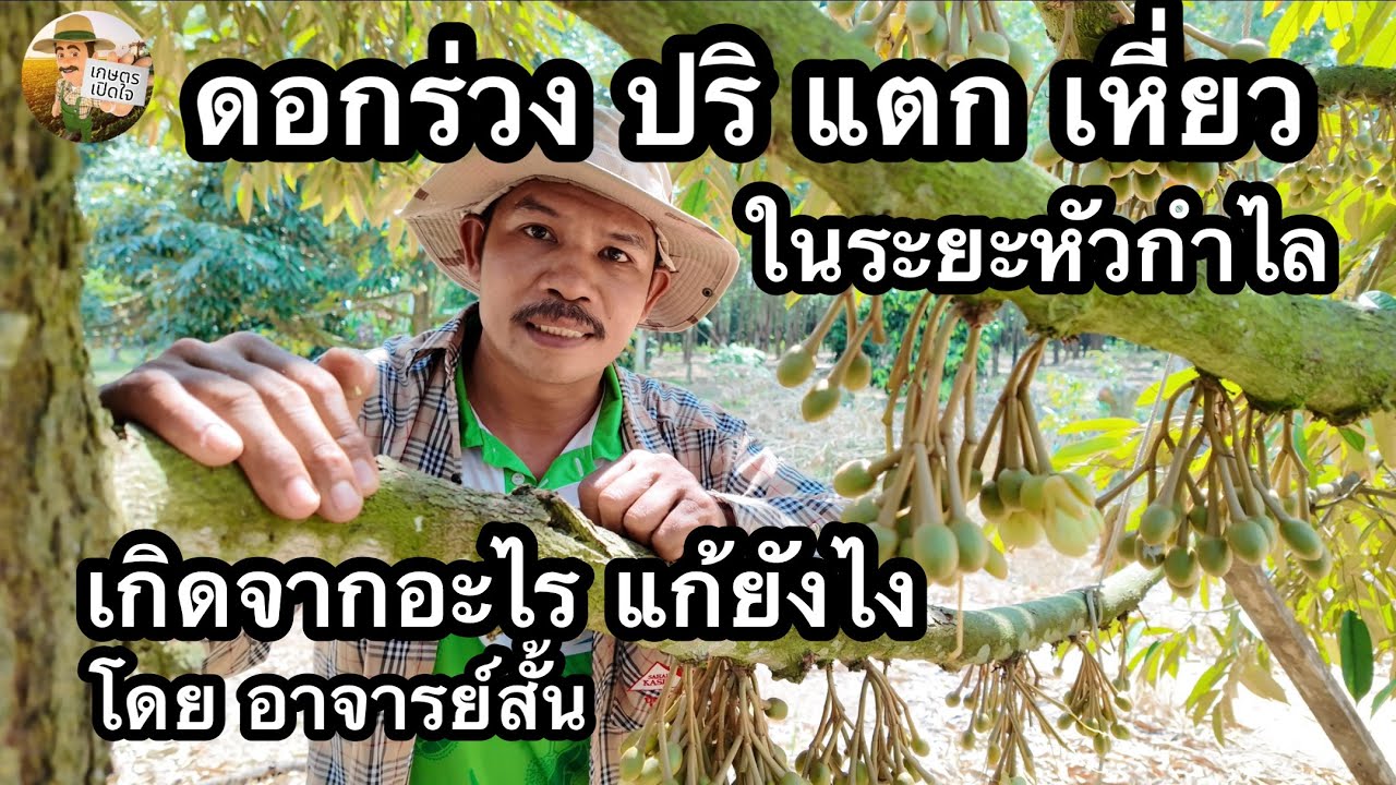 ดอกร่วง ปริ เหี่ยว แตก ในระยะหัวกำไล เกิดจากอะไร แก้ยังไง | อาจารย์สั้น