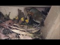 oiseaux au nid; Comment un couple de rouge-gorge nourrit ses petits et fait le ménage