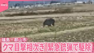 【クマ】目撃相次ぎ…市が緊急銃猟で駆除  福島・郡山市