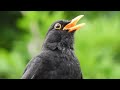 Blackbird singing  blackbird song thurdus merula  relaxing nature sounds