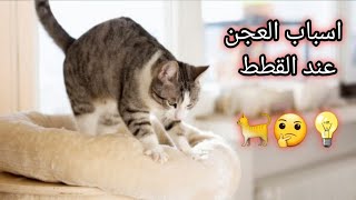 اسباب العجن عند القطط 